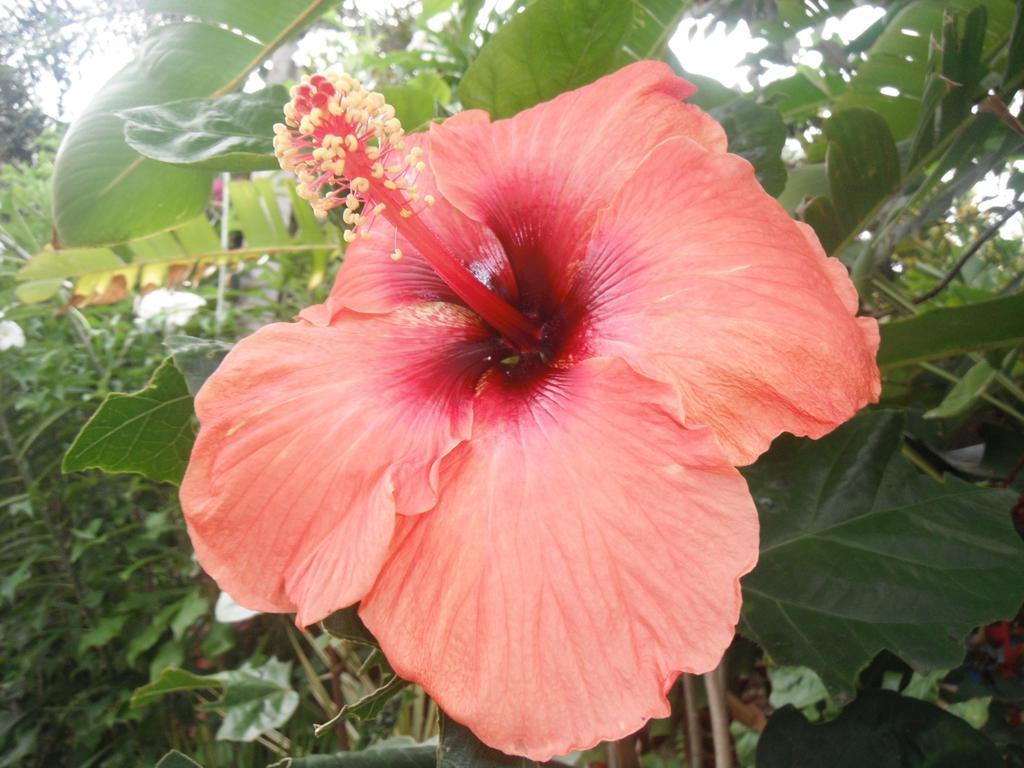 מאריגוט Classique International In Dominica מראה חיצוני תמונה