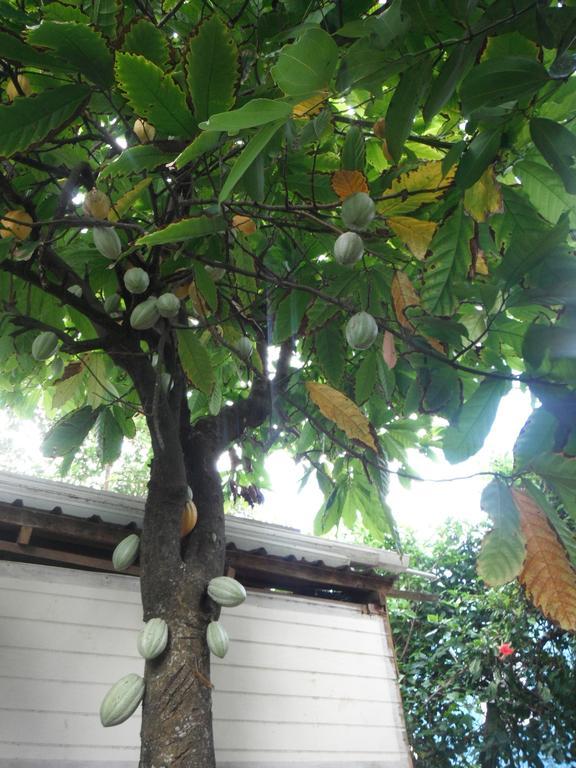 מאריגוט Classique International In Dominica חדר תמונה