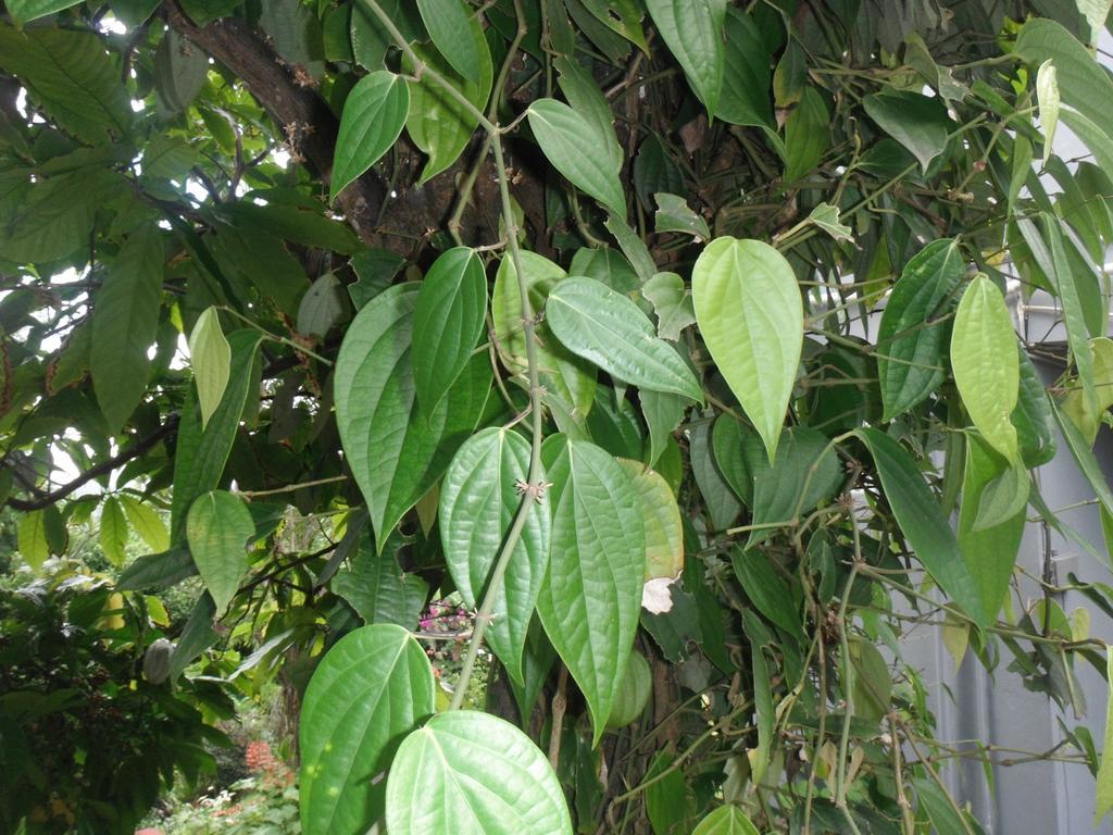 מאריגוט Classique International In Dominica חדר תמונה