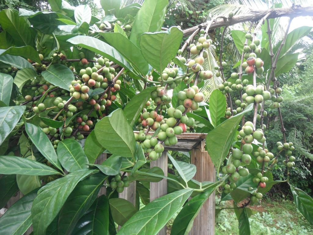 מאריגוט Classique International In Dominica חדר תמונה
