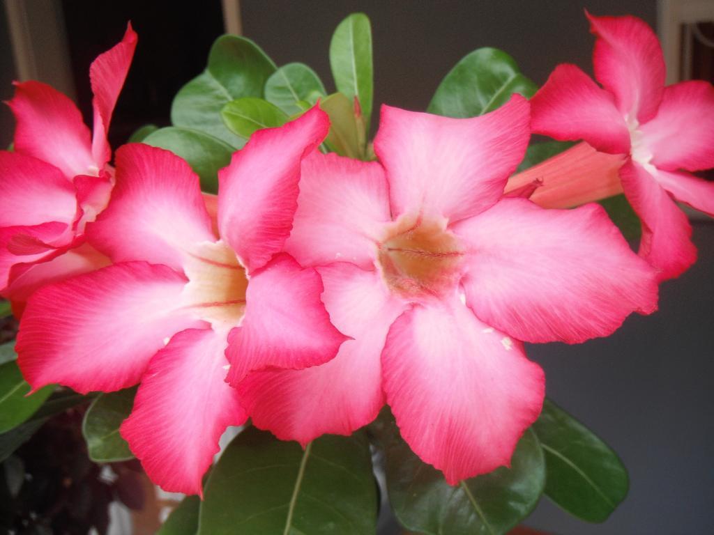 מאריגוט Classique International In Dominica חדר תמונה