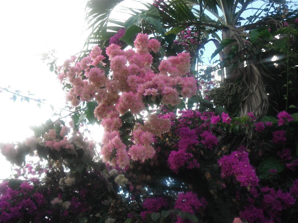 מאריגוט Classique International In Dominica חדר תמונה